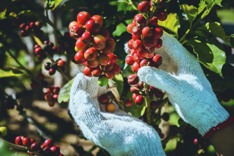 Europe’s New Deforestation Law Set to Reshape Global Coffee Trade thumbnail