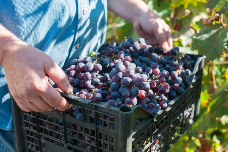 Peru Surpasses Chile as World’s Leading Table Grape Exporter thumbnail