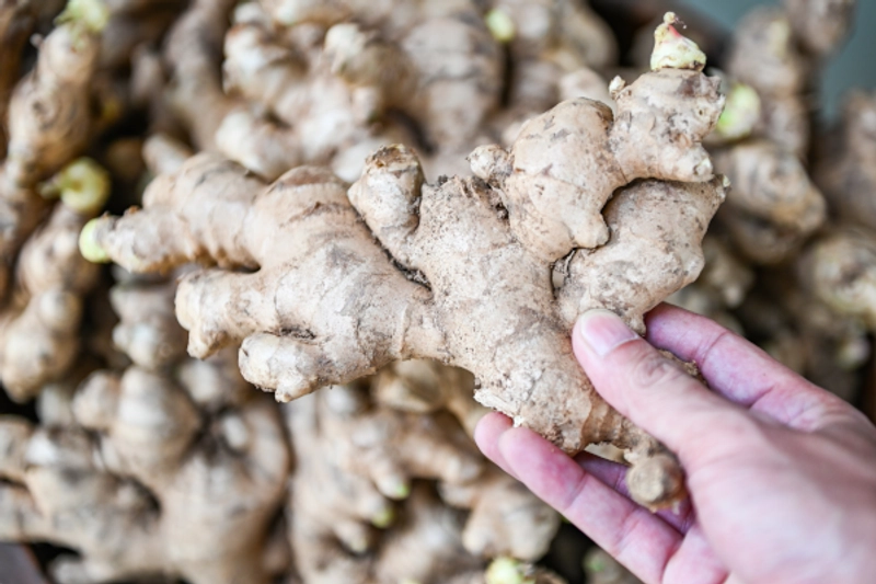 Five Compelling Reasons to Begin Your Ginger Farming Journey thumbnail