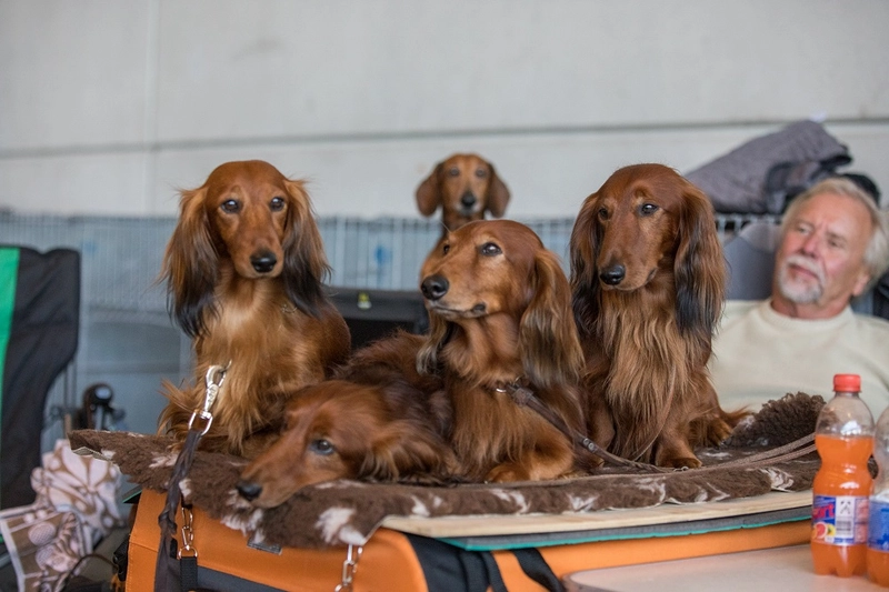 Exhibition INTERNATIONALE RASSEHUNDEAUSSTELLUNG