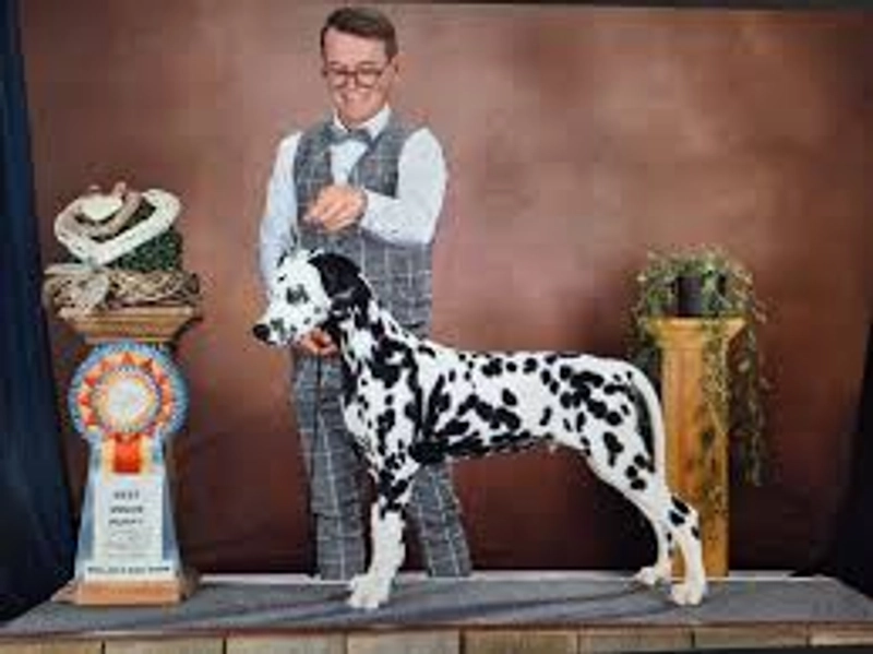 Event WALLONIA DOG SHOW