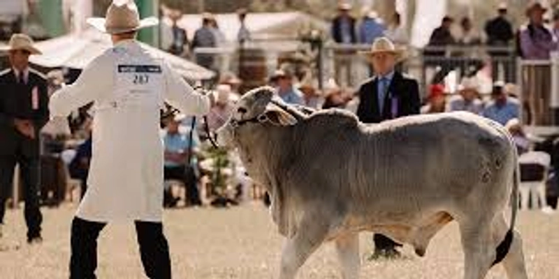 Show BEEF AUSTRALIA