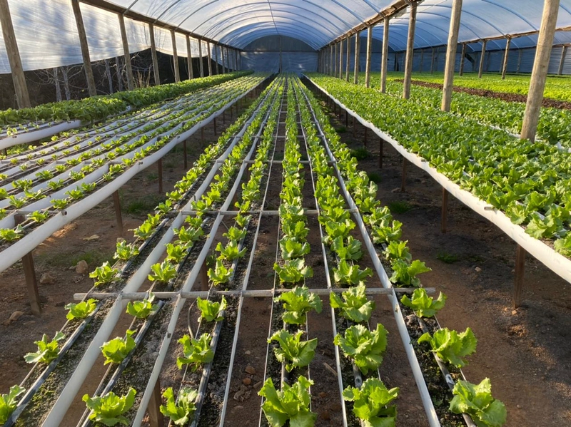 Show HORTIGRANJEIROS
