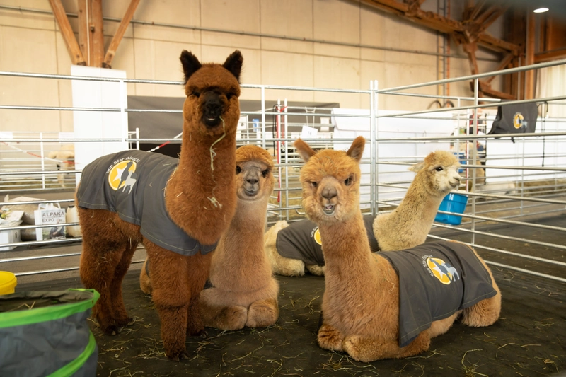Show World Alpaca Expo and Conference