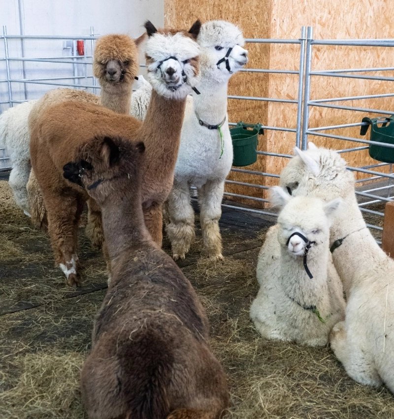 Trade show World Alpaca Expo and Conference