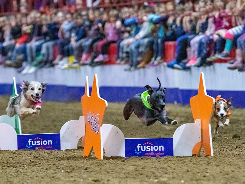 Show Royal Manitoba Winter Fair