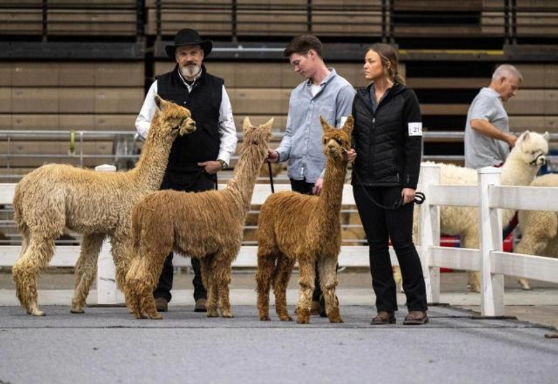 Show Mopaca Invitational Alpaca Show