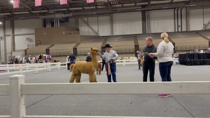 Trade show Mopaca Invitational Alpaca Show
