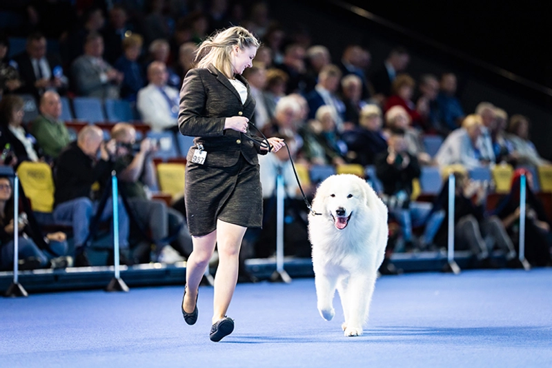Show FCI World Dog Show
