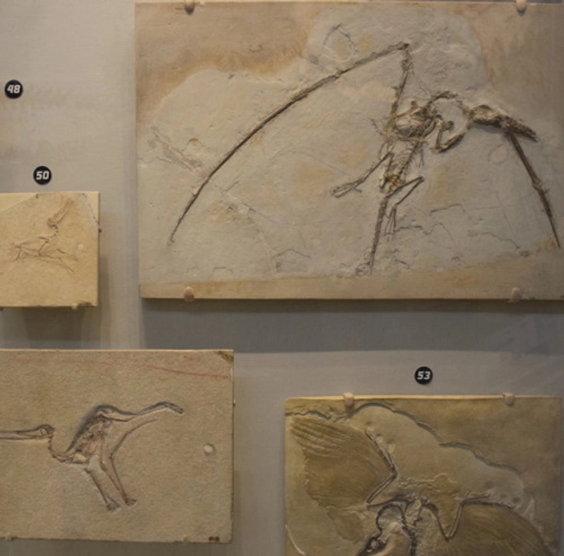 Event Solnhofen Fossil Days