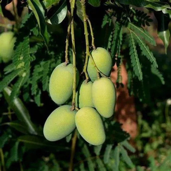Selected Image
