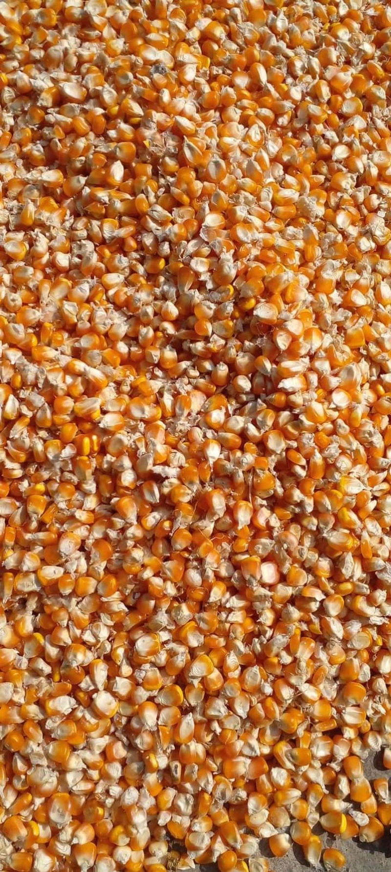Selected Image