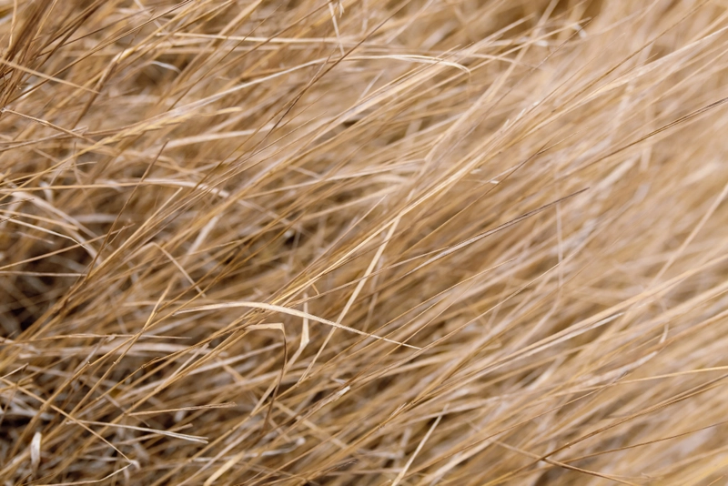 Selected Image