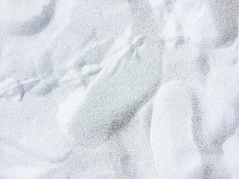 Selected Image