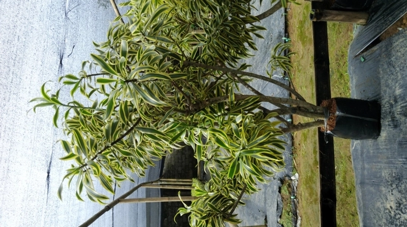 Selected Image