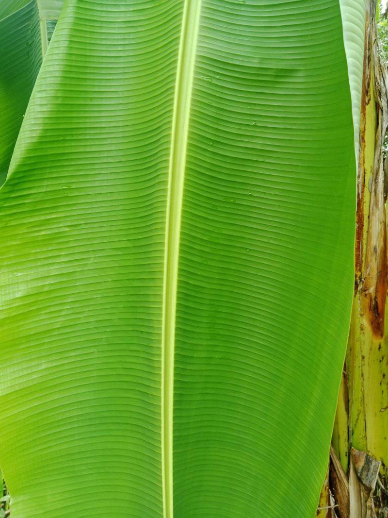 Selected Image